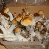 Golden Teacher Mushrooms