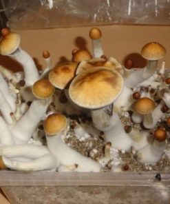 Golden Teacher Mushrooms