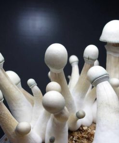 Penis envy mushrooms