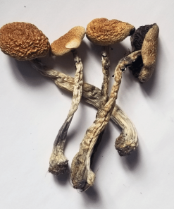 Psilocybe Cubensis B+